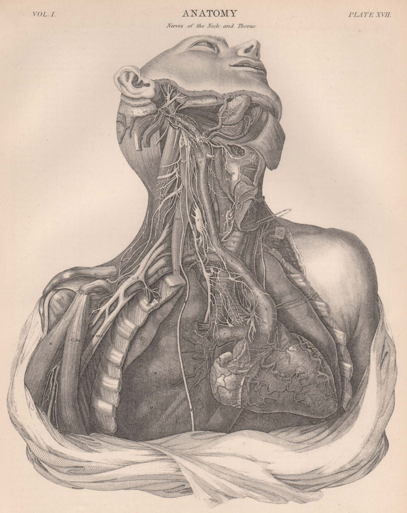 HUMAN ANATOMY. Nerves of the Neck and Thorax 1898 old antique print picture